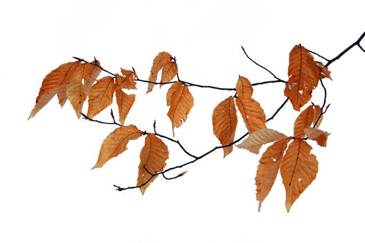 Dry leaves in winter isolated