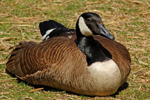 Canadian goose on the ground