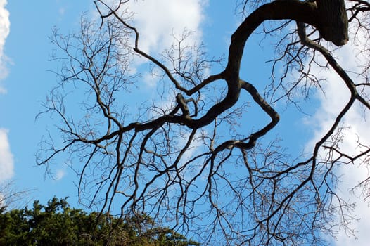 Trees against blue sky and clouds