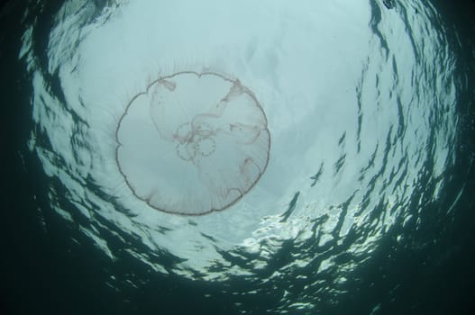 Jellyfish swimming underwater in ocean