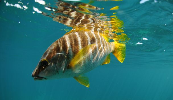Master snapper fish swimming in ocean off of the coast of Florida in the Atlantic Ocean