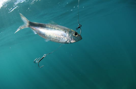 Pilchard fish bait on hook