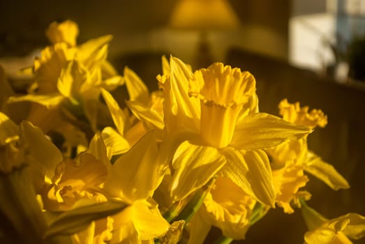 Yellow Narcissus Daffodils in close up view spring blooming