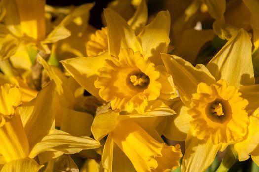Yellow Narcissus Daffodils in close up view spring blooming