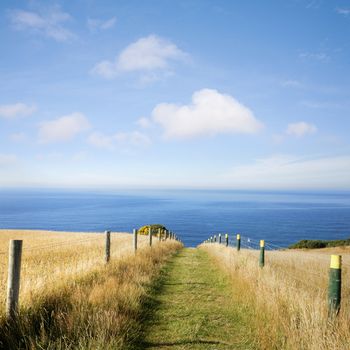 Summer, and a path through golden grasses to the sea, under a beautiful blue sky. Dunedin, New Zealand..***INSPECTORS THIS IS NOT UPSIZED, IT IS TWO PHOTOS JOINED***