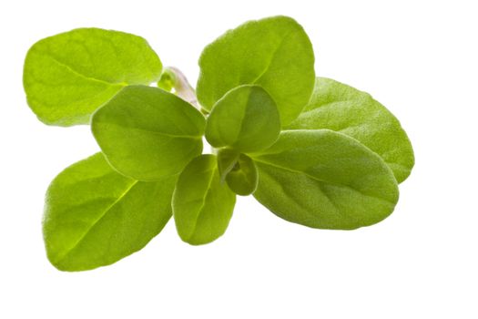 A sprig of marjoram, isolated on white, with clipping path for leaves.