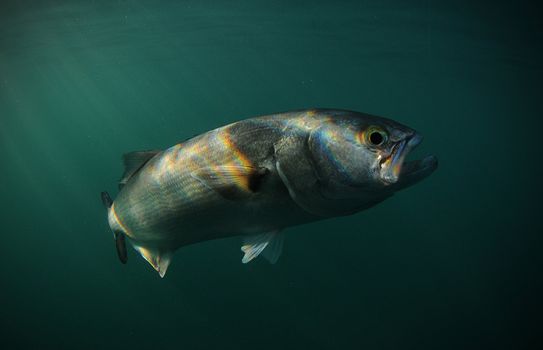 Bluefish, Pomatomus saltatrix,  swimming underwater in ocean 