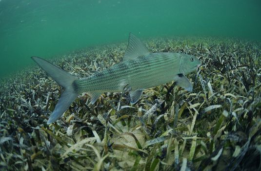 In its natural habitat, a bonefish is swimming in the grass flats ocean 