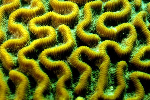 a close up image of the details of brain coral