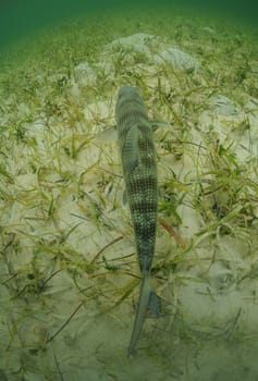 a bonefish is swimming in the grass flats ocean 