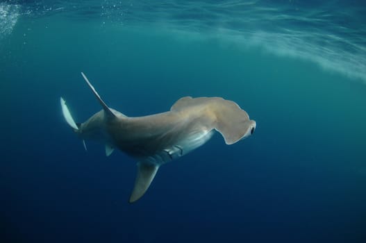 hammerhead shark in its natural habitat in the ocean