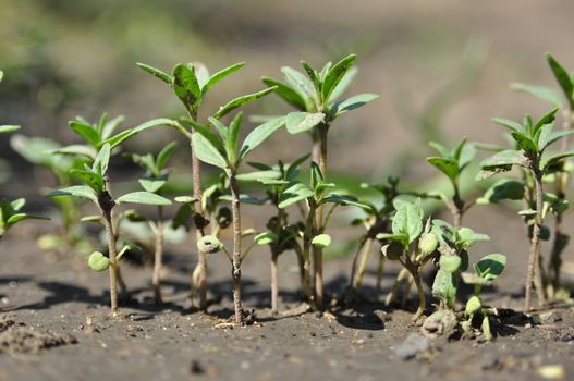 Young thyme sprouts