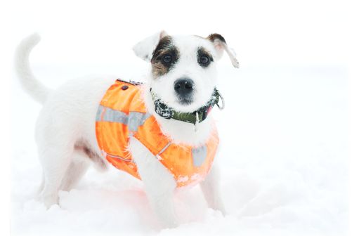 Terrier in the collar and orange waistcoat on a white snow