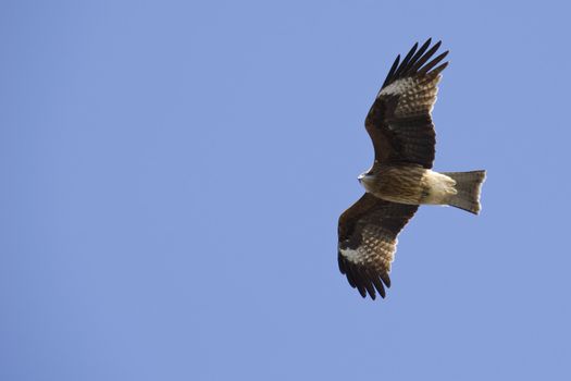 Black Kite, Milvus migrans flying in the air and seen from below