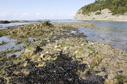 Tidal area with rocky surface at low tide in japan