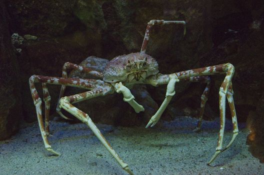 Japanese spider crab under water in an aquarium in Japan 