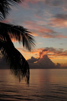 Tropical sunrise and ocean with palm tree