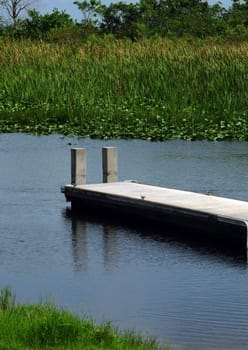 Scenic view of lush greenery with dock on lake or swamp
