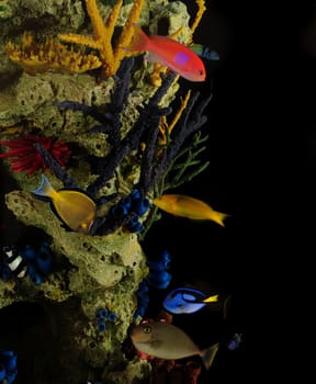 Tropical fish swimming near colorful coral underwater