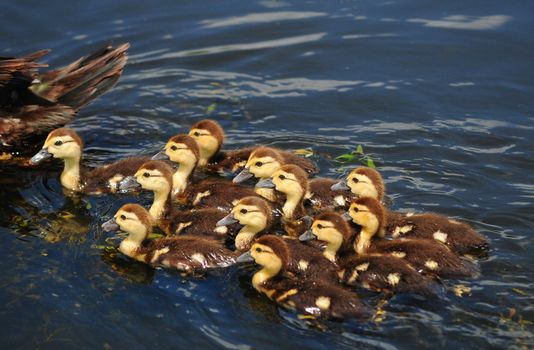 Mom and cute baby scobie ducks in pond