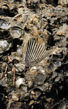ancient fossil of shells and mollusks