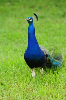 Beautiful Peacock bird outdoors in summertime in green grass