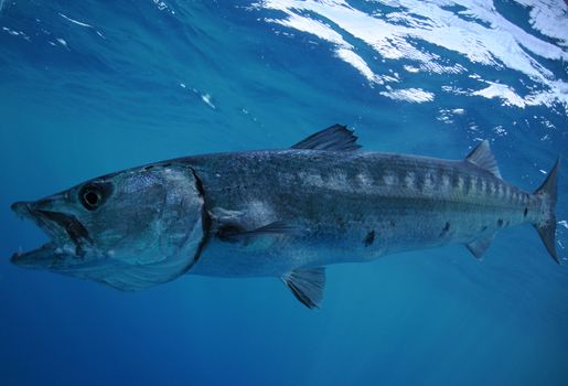 Barracuda with open mouth and teeth swimming in Atlantic ocean