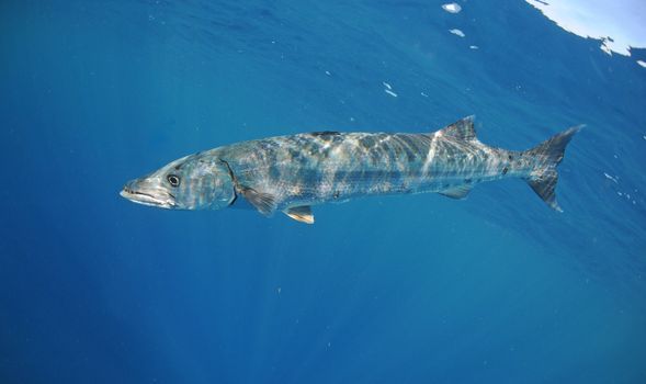 barracuda fish swimming underwater in ocean