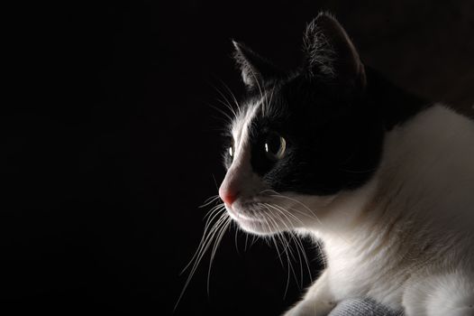 Beautiful black and white happy cat on black background