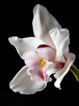 Beautiful white and pink orchid flower on black background