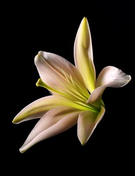 Close up of a beautiful Lily flower on black background