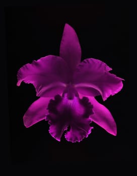 A pretty purple orchid flower isolated on a black background 