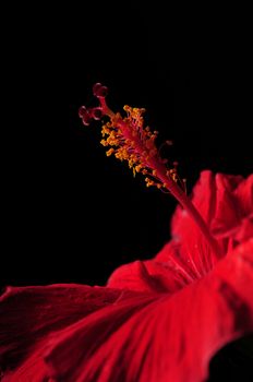 Close up image of a red hibiscus flower stamen