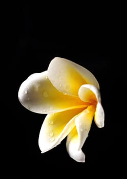 Beautiful yellow and white Frangipani flower isolated on black