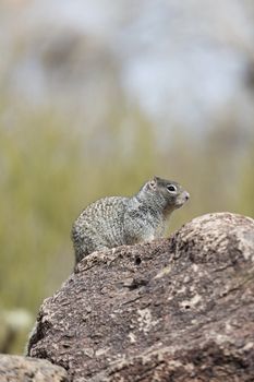 Ground squirrel in Arizona sits on rock and surveys its surroundings; copy space on top half of selective focus, vertical image; 