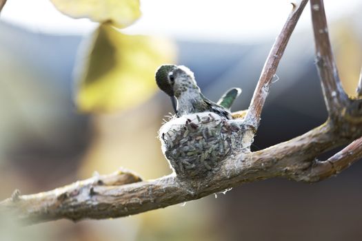 Hummingbird checks on its hatching egg while sitting on its tiny nest made of leaf bits and spider webs