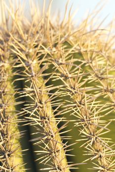 Close up of cactus thorns in Saguaro National Park, West Division, Tucson, Arizona; 