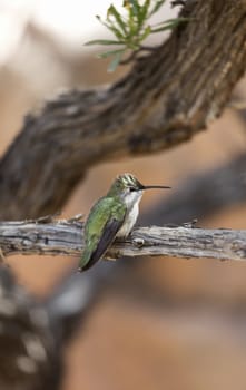 Hummingbird perched on tree in southeastern Arizona; 