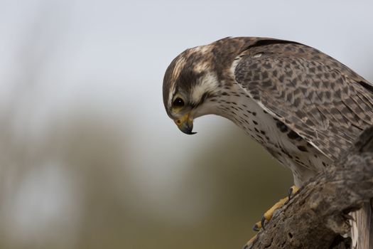 Watchful prairie falcon scans downward while perched on tree branch with copy space to left of horizontal image.