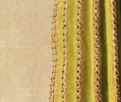 Copy space on neutral tones to left side of saguaro cactus textures