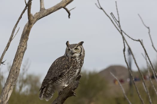 Great horned owl perched on broken tree trunk with ocotillo on right and dead tree branches on left; 
