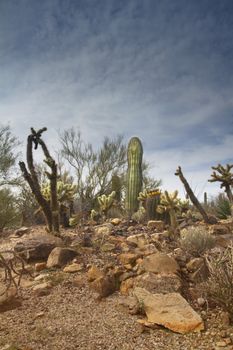 American Southwest desert scene with red rocks in foreground, young saguaro and cactus backed by rippling clouds and blue sky. Copy space on top and bottom left.