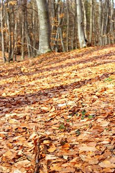 forest ground with faded leaves in late autumn
