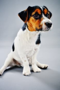Jack Russel terrier dog in studio
