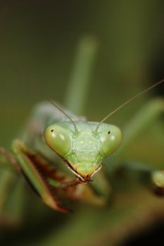 picture macro of the face of a mantis