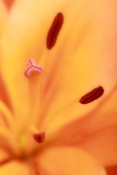 Detail of an orange flower