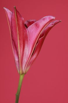 picture of a primaveral pink flower