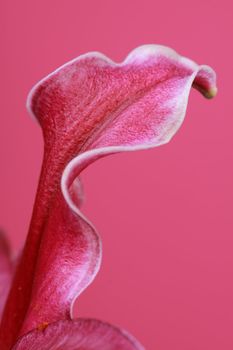 picture of a beautiful pink flower