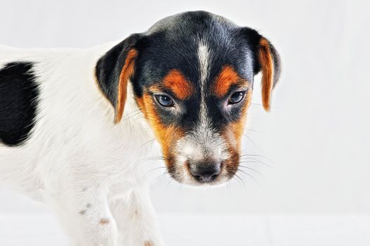 Jack Russel terrier puppy in studio