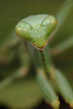 portrait of the face of a beautiful mantis